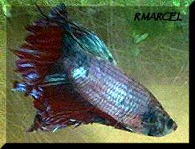M&acirc;le betta splendens