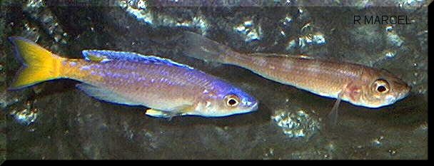 couple Cyprichromis leptosoma