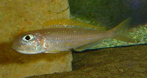 X flavipinnis femelle