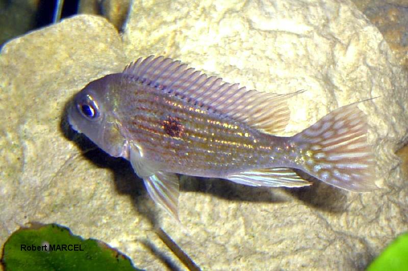 Geophagus sp Pindare