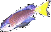Cyprichromis