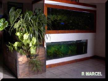 plantes près de mes bacs...