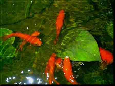 En bassin c'est bien mieux !