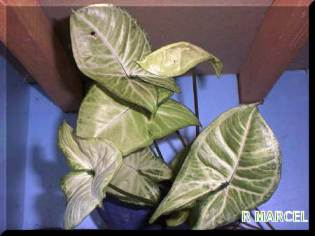 Syngonium dans la décantation
